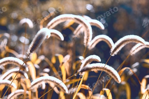 Preview: Fall sunlit grassy meadow