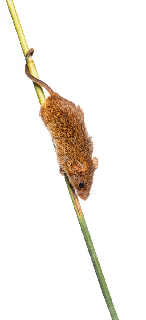 Preview: Harvest mouse, Micromys minutus, climbing holding and balancing with its tail on high grass