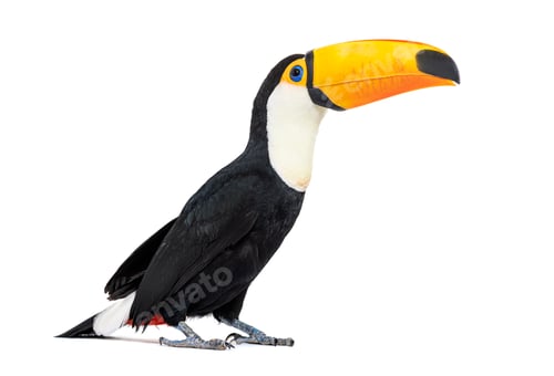 Preview: Toucan toco, Ramphastos toco, isolated on white