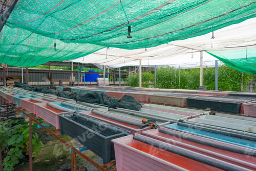 Preview: Row of fresh vegetable salad garden plant industry farm in agriculture. Hydroponic natural food.