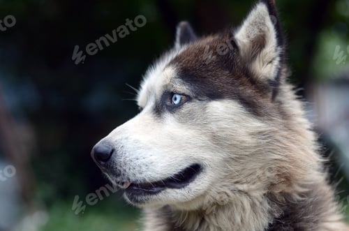 Preview: Arctic Malamute with blue eyes muzzle portrait close up. This is a fairly large dog native type