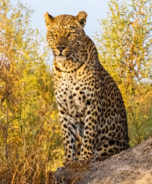 Preview: A Best wildlife sanctuary in the world