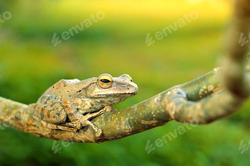 Preview: Tree frog