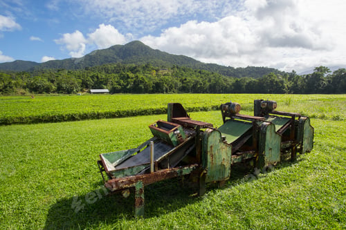 Preview: Daintree Australia