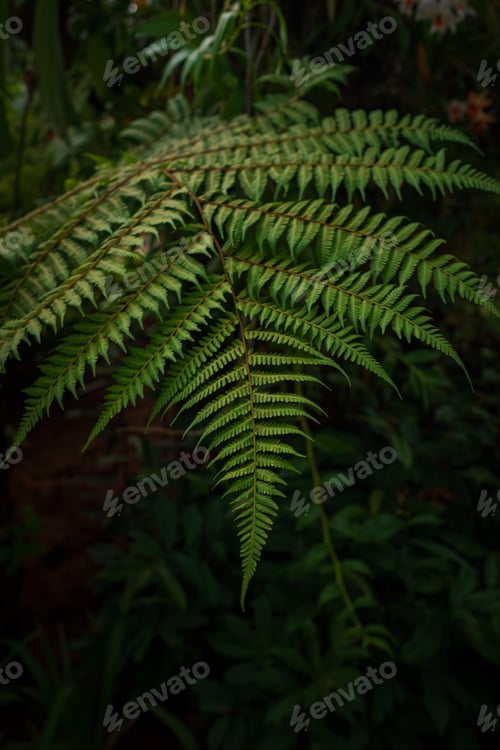 Preview: walk in Perdana Botanical Garden, Kuala Lumpur , Malaysia