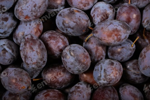 Preview: Plum Fresh Variety Prunes Lying On The Table