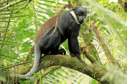 Preview: L'Hoests Monkey - Bigodi Wetlands - Uganda, Africa