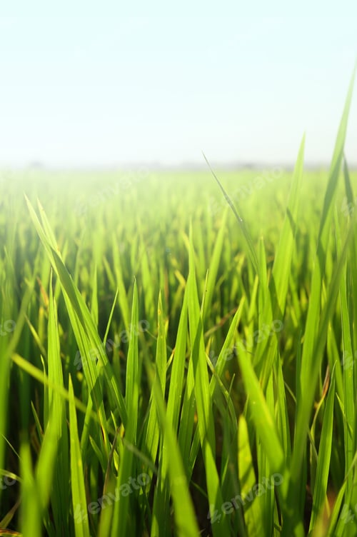 Preview: Paddy Rice Field Background
