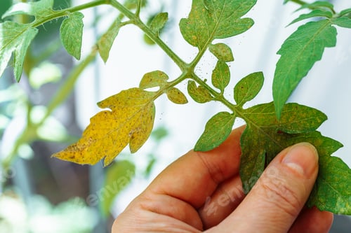 Preview: Tomato leaves affected by spider mites and aphids