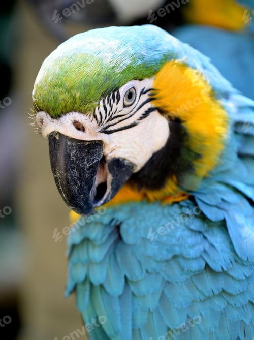 Preview: bird, parrot, Scarlet, Macaw