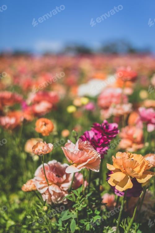 Preview: nature