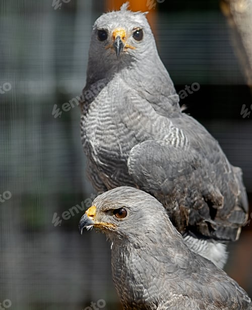 Preview: Shot of gray falcons