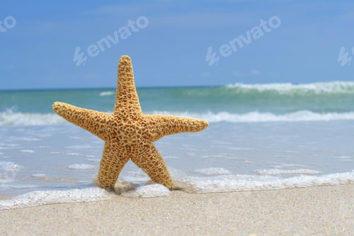 Preview: A starfish standing on the beach in the surf at the ocean