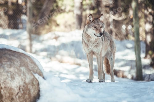 Preview: Wolf on hill near stones and snow
