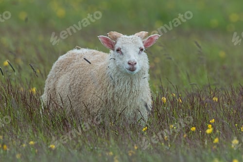 Preview: Sheep in Iceland on a medow with yellow flowers