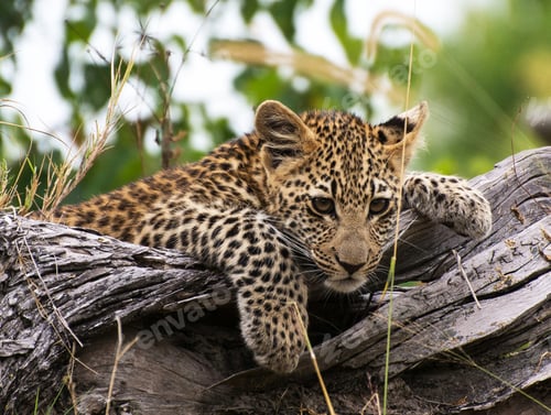 Preview: A Beautiful Botswana Wildlife Place in the World in Picture