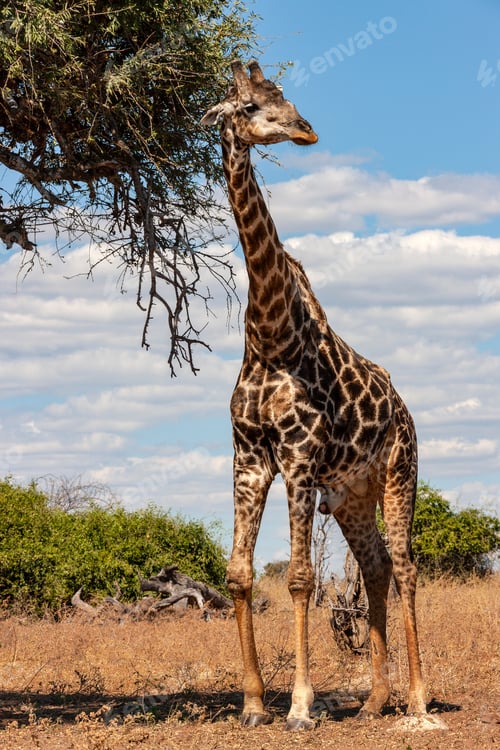 Preview: Giraffe - Botswana