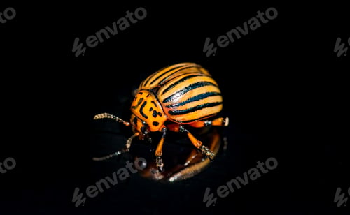 Preview: Colorado potato beetle isolated on the black background