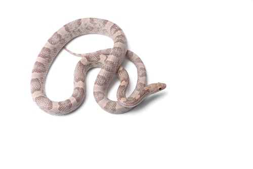 Preview: Corn snake isolated on white background