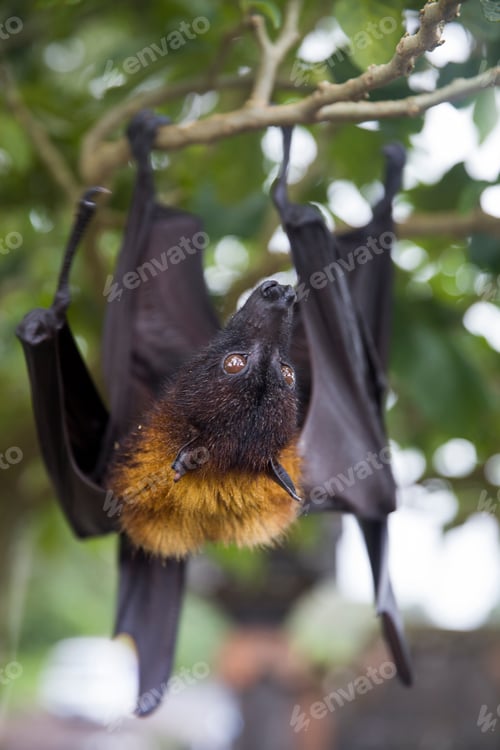 Preview: Large Flying Fox (Pteropus vampyrus) hanging in a tree at Bali Indonesia