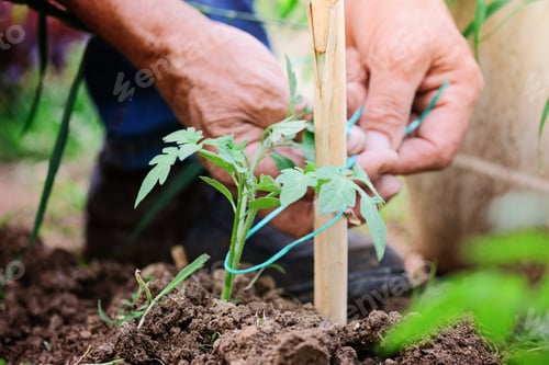 Preview: Senior hands tied together tomatoes in garden.organic home grown