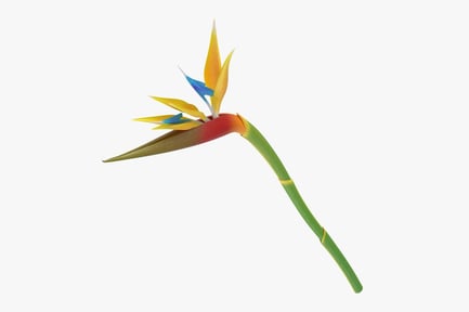 Preview: Vibrant Bird of Paradise Flower