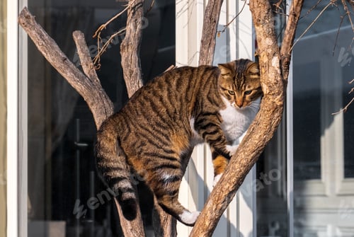 Preview: An adult tabby cat has climbed a tree and cannot get down on its own.