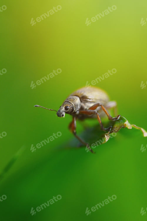 Preview: Close-up of a small bug on green background