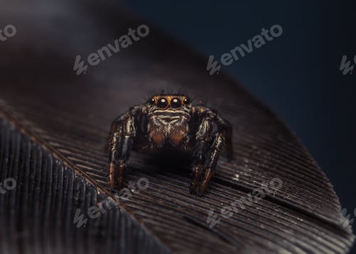 Preview: Detailed Jumping Spider Portrait on a Feather