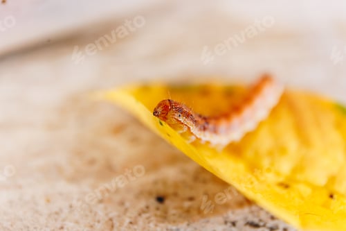 Preview: macro shot of a little orange caterpillar