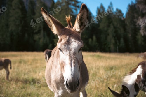 Preview: A donkey in the wonderful landscape of the Dolomites mountains, South Tyrol, Italy
