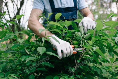 Preview: cropped view of gardener in gloves pruning bush with trimmer in garden