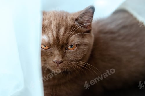 Preview: Angry british shorthair cat looking at the camera