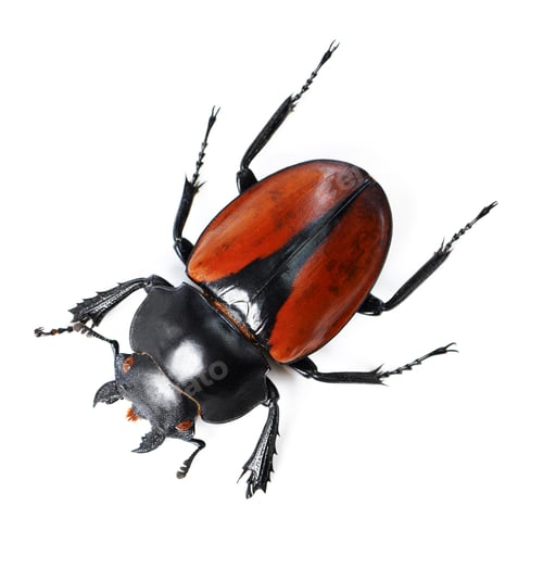 Preview: Bold and beautiful bugs. Studio shot of a red and black beetle isolated on white.