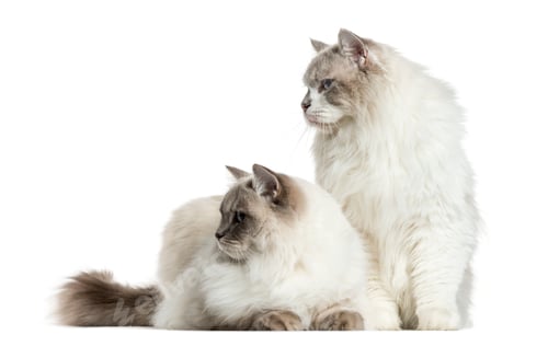 Preview: Two ragdolls sitting and lying, isolated on white