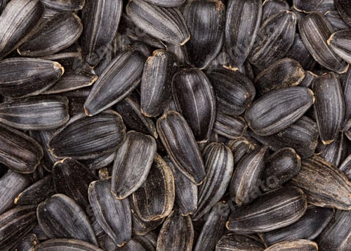 Preview: sunflower seeds
