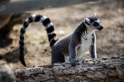 Preview: Lemurs (Lemuriformes) run and rest in a meadow. Cute furry animal.