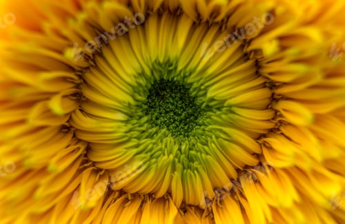 Preview: Close up of a sun flower plant, macro photography, yellow and green pallet