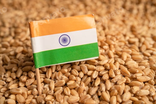 Preview: Grains wheat with India flag, trade export and economy concept.