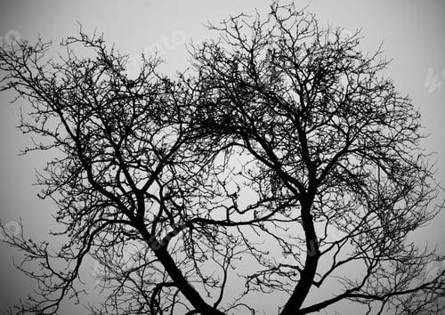 Preview: Monochrome of bare trees silhouetted against a gray sky