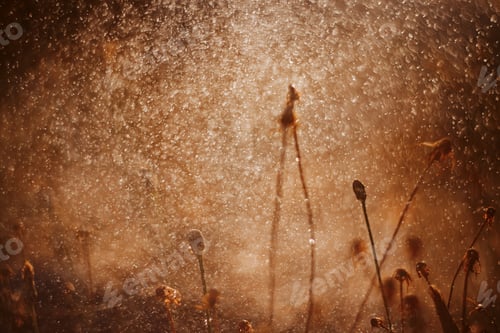 Preview: Long summer dry grass against a sunset. Nature background