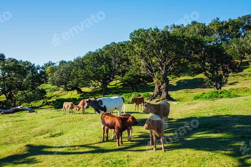 Preview: Fanal forest trees on Madeira island, Portugal