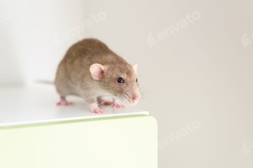 Preview: Cute Brown Rat on White Shelf Indoors