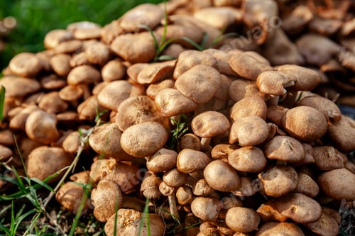 Preview: Group of brown mushrooms in the grass, forest mushroom background at natural light - Image