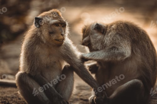 Preview: Portrait of an Adult Monkey in Monkey Forest, Ubud, Bali