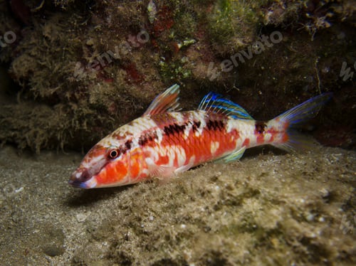 Preview: Red Sea goat fish from Cyprus