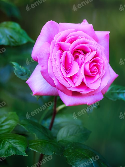 Preview: Beautiful pink rose flower outdoors in nature