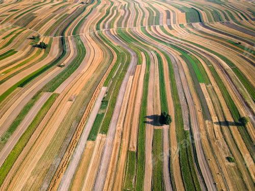 Preview: Colorful Field Rows in Countryside of Poland. Farming and Agriculture. Drone View