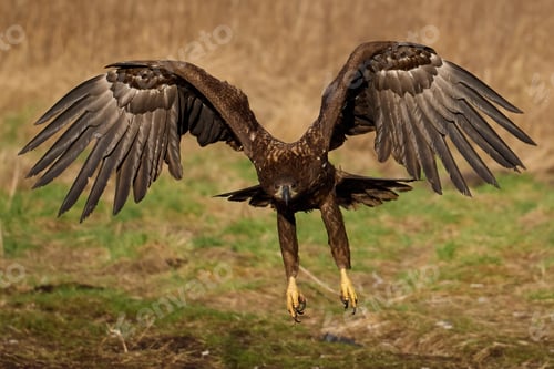 Preview: White-tailed eagle (haliaeetus albicilla)