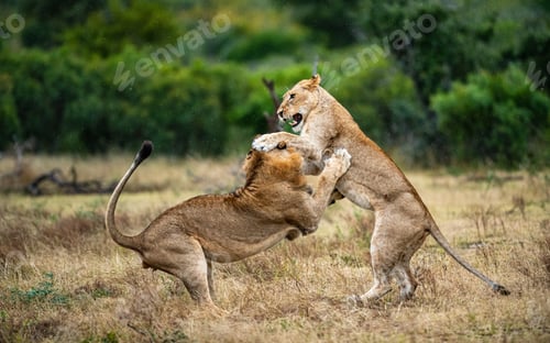 Preview: Two lions, Panthera leo, fight each other